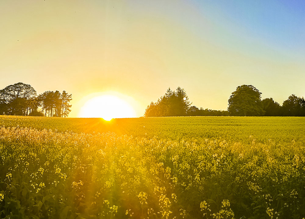 A photo of a field of rape flowers outside dery at sunset